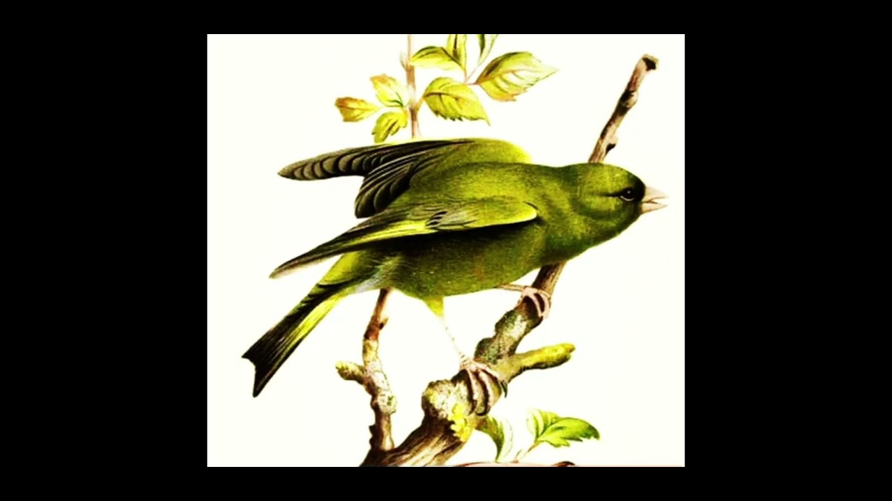 canto de reclamo verderon común