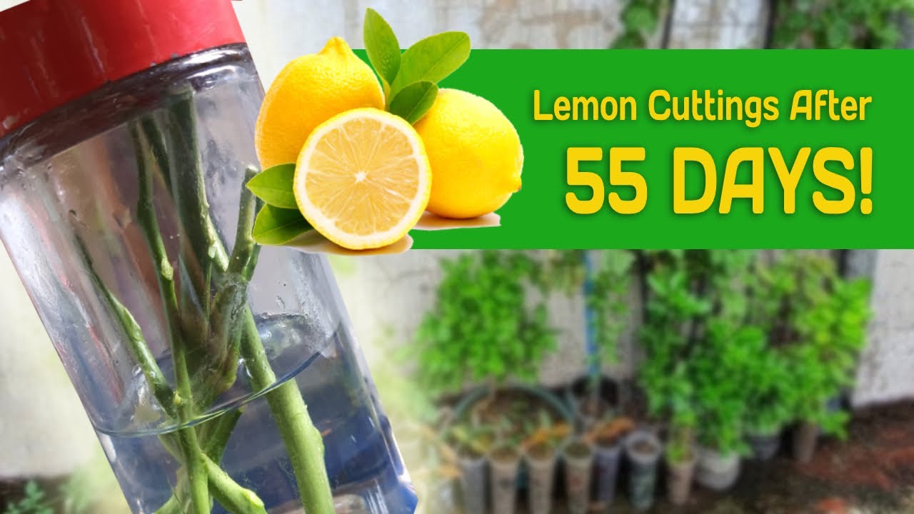 How to plant LEMON from cuttings The Urban Hardin YouTube