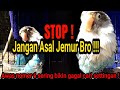 Tips dan Cara Penjemuran lovebird yang paling tepat  - Bisa Untuk Cari Settingan Tetap