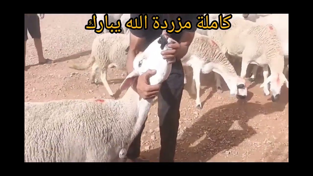 +212 649-746952     0603361223