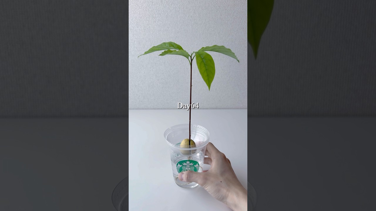 アボカドの水耕栽培