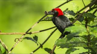 Malimbus - Burung Tempua Malimbe Manyar Manyaran Burung Penenun