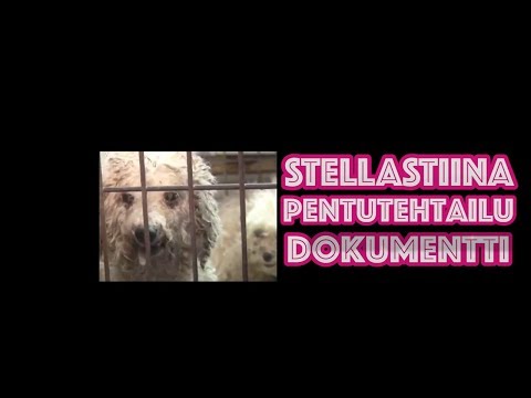 Video: TSA Haluaa Sinun Adoptoivan Ei-toivotut Pommia Haistavat Pennut (vakavasti)