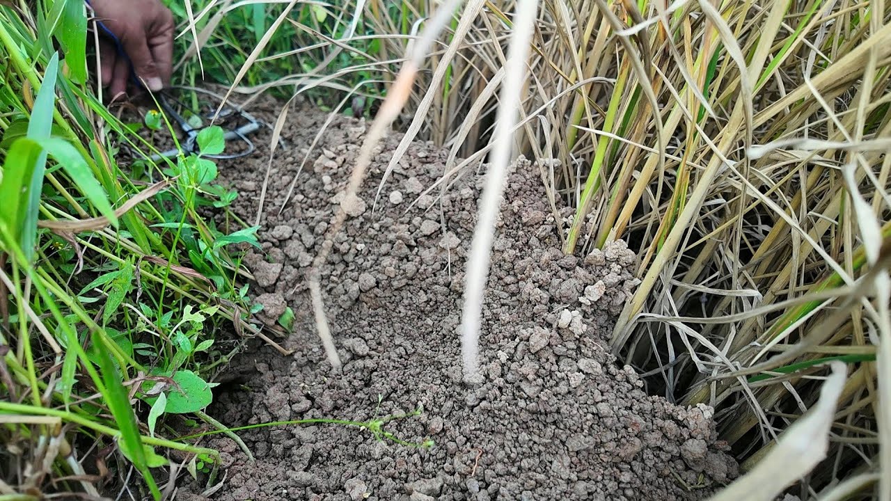 เหยื่อเด็ด ดักหนูเหยื่อปูนากับดักลั้นรัวๆหนูเข้าดีขุยใหม่ๆไม่พลาด