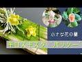 2026年5月17日 小さな花の蘭 無葉蘭“パリシー” デンドロビューム“リッチェンアストラム・トゥエンティシー” 原種の胡蝶蘭“パリシー”