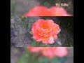 my garden roses😜😍