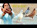      lal kale safed kabootar  high flyer pigeons  jaipur tonk pigeons