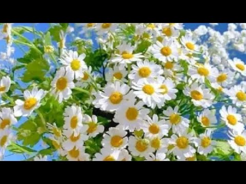 الشاب سعد يا جميل يا حلو