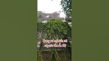 Trang trí mặt tiền với cúc tần Ấn Độ, cúc tần Ấn Độ#xanh_homes#nhapho #caycanh #canhquansanvuon