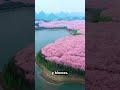 🌸 ¿Sabías que el paraíso rosa existe y está en China?