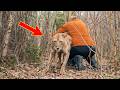 He Found a Dying Lion in His Yard… What Happened Next Is Incredible