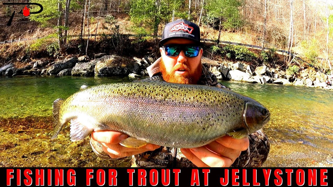 Trout Fishing Jellystone YouTube