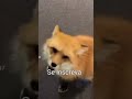 Raposinha Fofa
