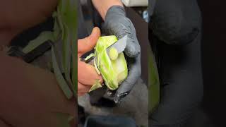 En Sağlıklı Meyve Budur