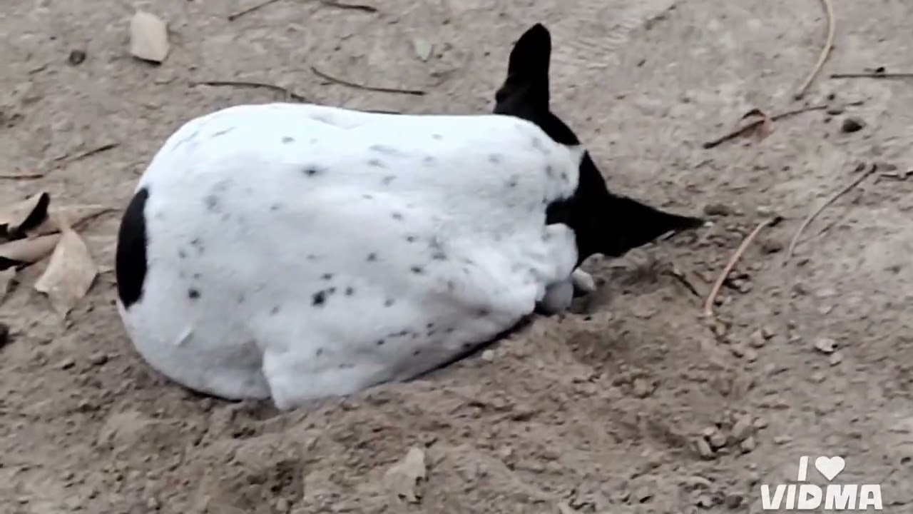 कुत्ते ही कुत्ते, यत्र तत्र सर्वत्र कुत्ते...