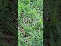 Premium Nigerian Ginger! Growth of spurt after 6 months of planting! In Kachia LGA, Kaduna State.