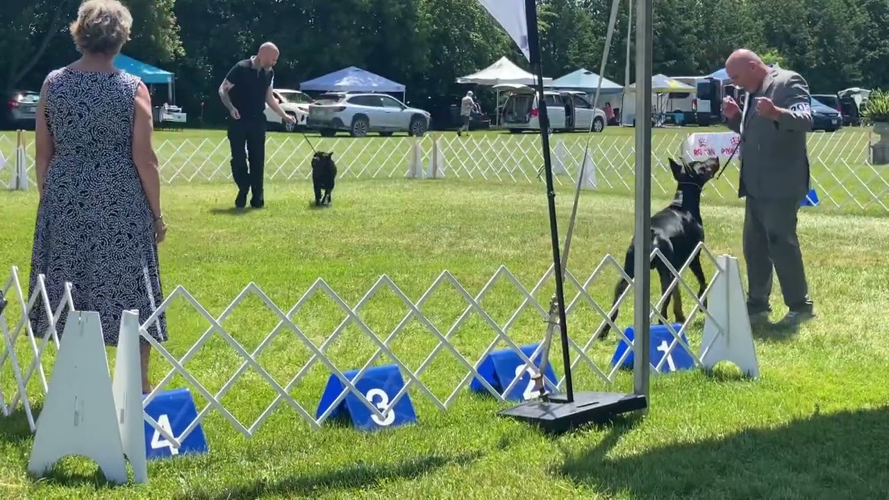 Black Russian Terriers /Dog show /midnightSolo kennel @BlackRussians-MidnightSolo