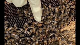 2026-05-21D - Virgin queen bee found and she's tiny. Double nuc box inspection from emergency cells