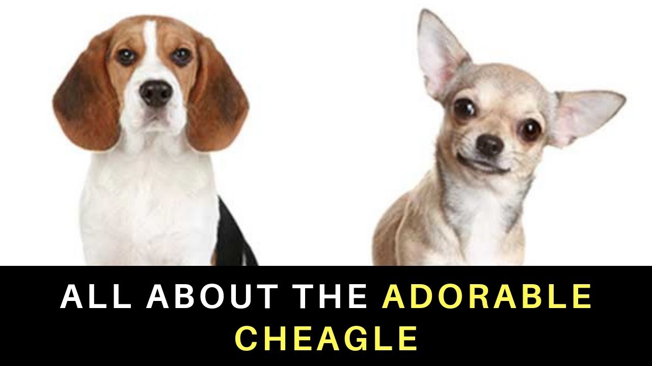 cheagle price