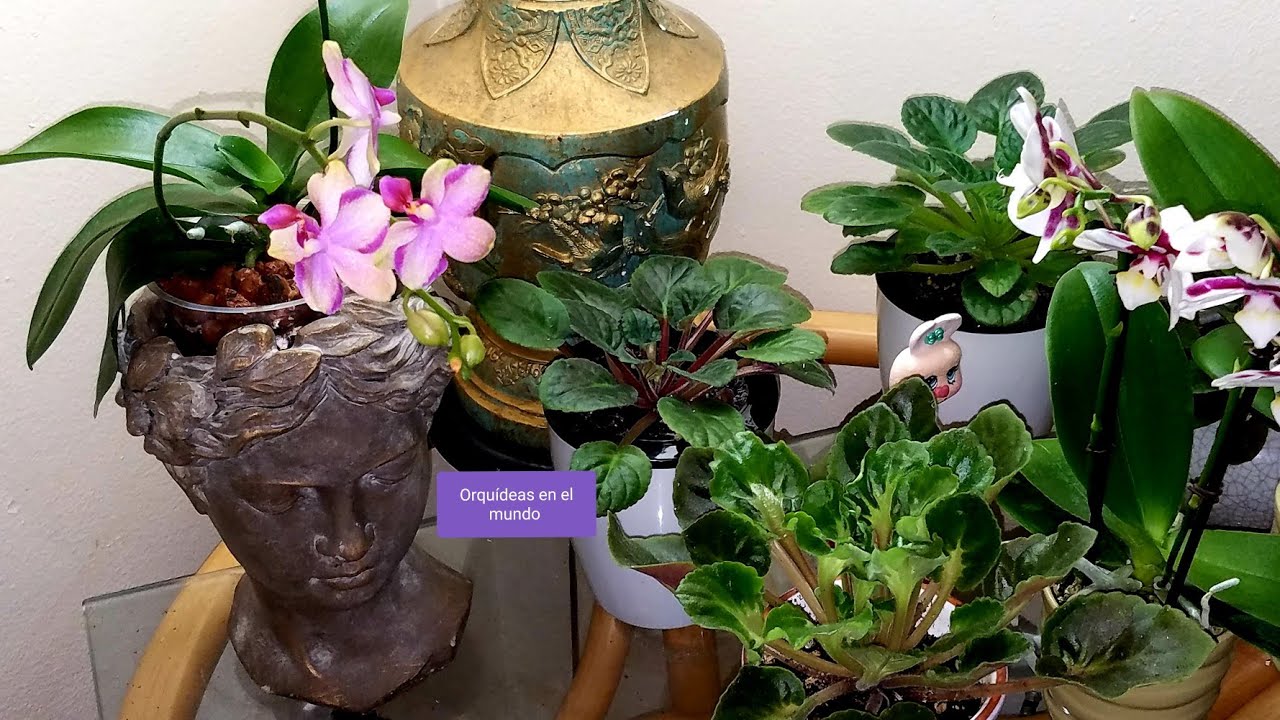 Trasplante y curación con Azufre de Oncidium infectado# Orquideas en el mundo ║Orquídeas en el mundo