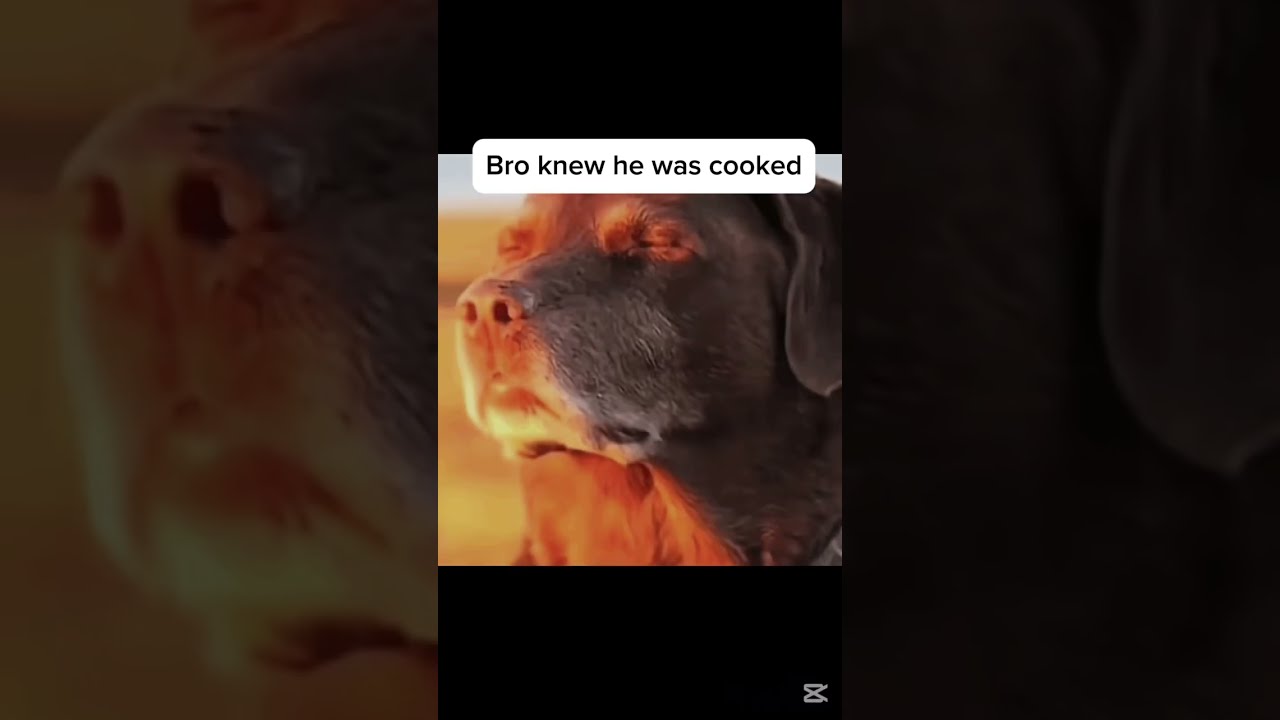 Bro New He Was Cooked Firstvideo Viralvideo Shorts Comment Funny Meme