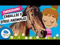 🐴¡Datos Increíbles de LOS CABALLOS y más animales! | Vídeos Educativos para Niños@HappyLearningES