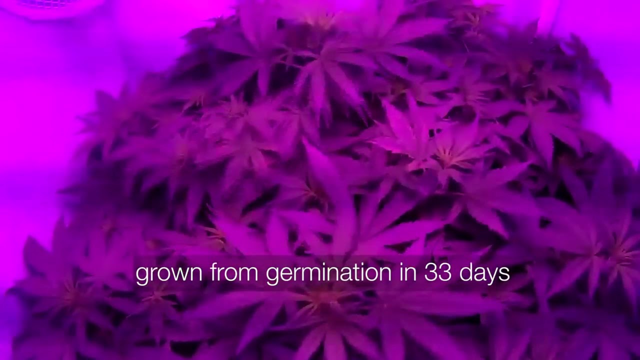 GroBox Live Grow Timelapse | Cloudponics Canada