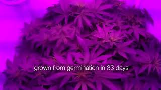 Grobox Live Grow Timelapse Cloudponics Canada