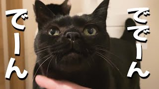 くろ　ねこ　 コラー！】いろいろ邪魔する猫たちとの日常 - YouTube