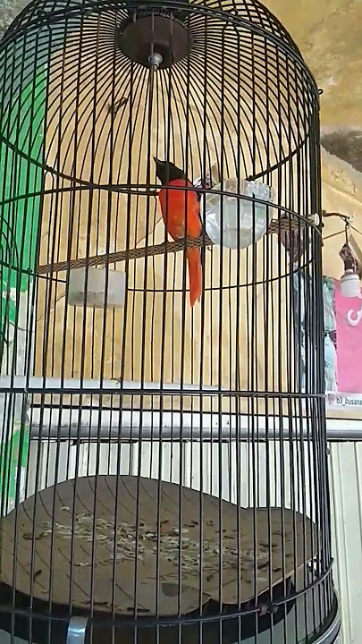 mantenan gacor nembak panjang