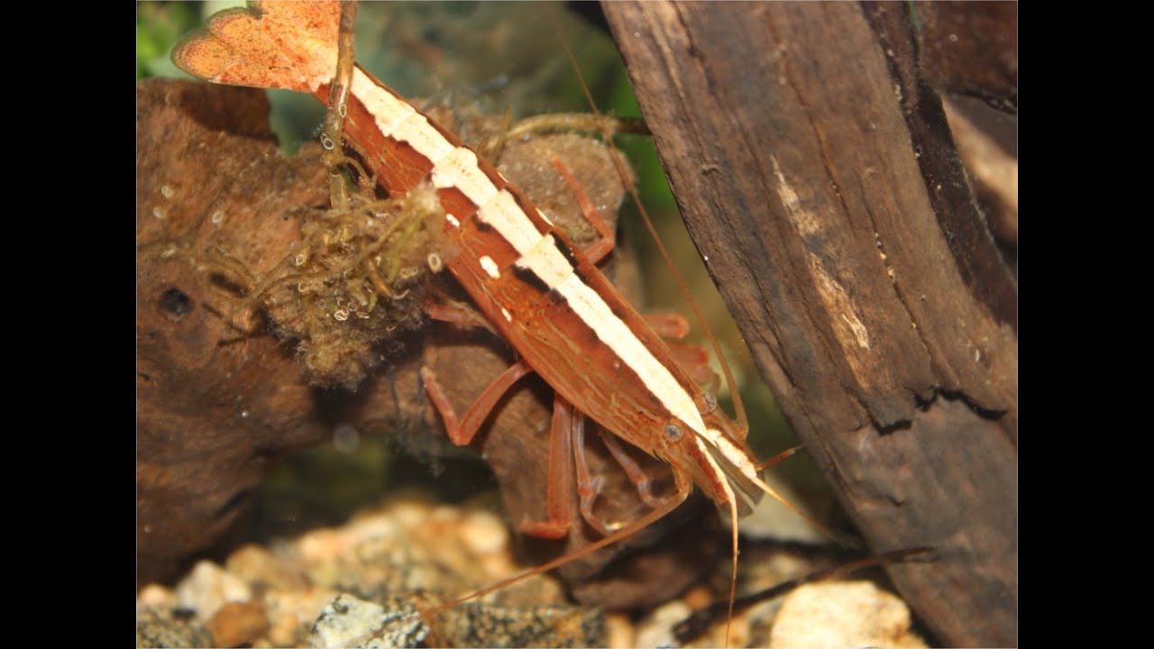 planted tank ph Bamboo Shrimp (Filter Shrimp)