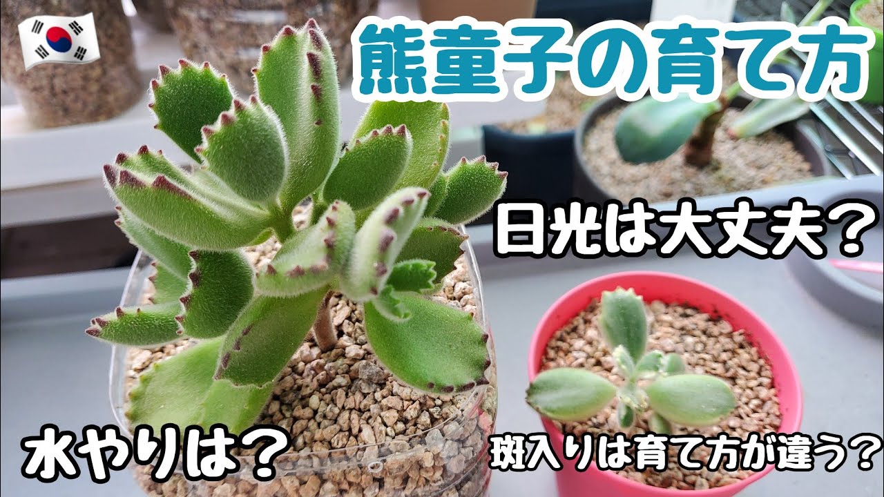 多肉植物 初心者 熊童子の育て方 斑入りは育て方が違う 日光は大丈夫 我が家での育て方を紹介します 韓国苗 Youtube