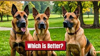 Rhodesian Ridgeback vs German Shepherd - Which Dog Is Right For You