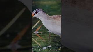 suara pikat tikusan alis putih #pikat #burung #shorts
