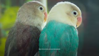 Lovebird Chirps Sounds: Black and Blue Cyan, Euwing Opaline