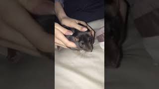 Majestic rat massage to Ode to Joy