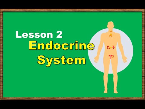 Video: Mga Bukol Ng Endocrine Glands Sa Cats