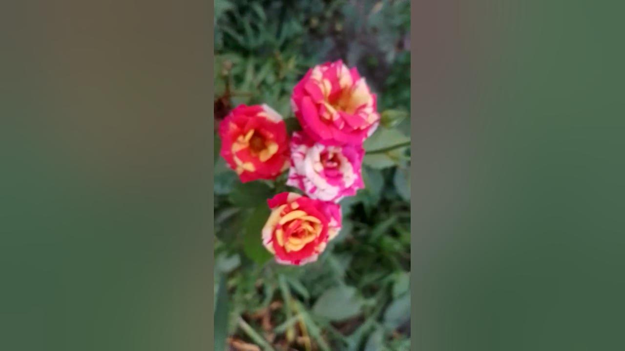 Трояндовий кущ - YouTube