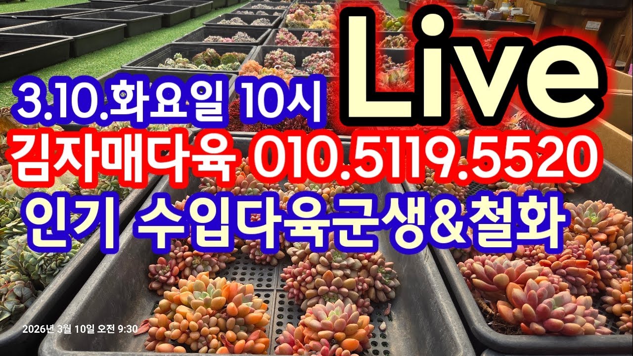 3.10.화요일 10시 김자매다육 라이브 판매방송 김자매다육 010.5119.5520 #수입다육 #라이브판매 #라이브 #코노 #다육이 #픽