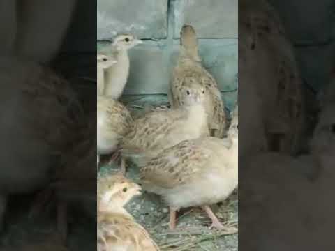 فيديو: الحجل الرمادي ، keklik ، francolin ، الطاووس هي طيور من عائلة الدراج