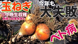 Onion cultivation (10) medium late harvest