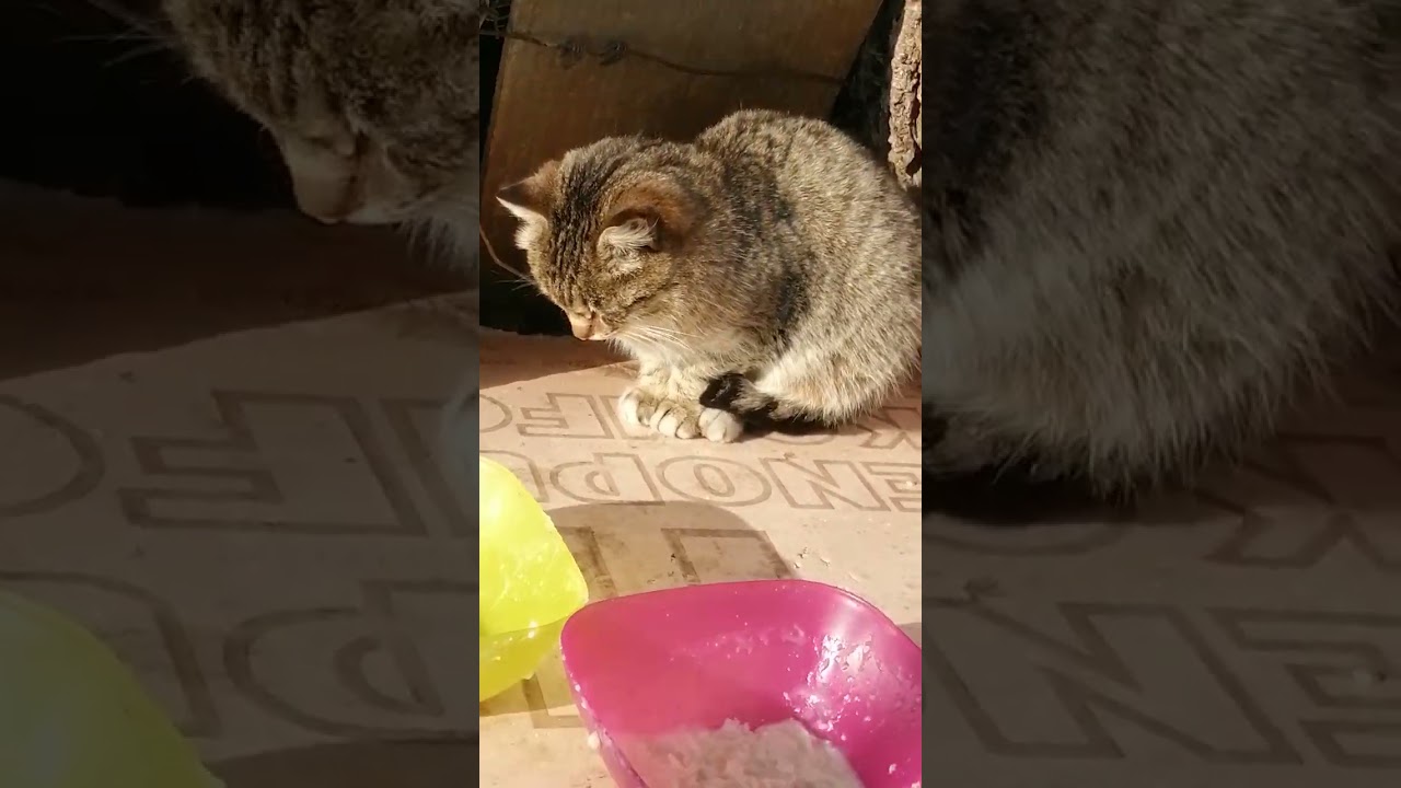 +1000р. Юлия Валерьевна Ш. СПАСИБО!!! на Сбербанк 2202203654418625 Елена К. 13 февраля 2026г.