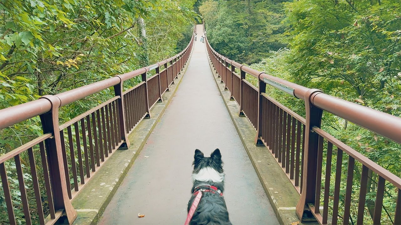 愛犬２匹と女１人で東京の秘境を探したら…【ボーダーコリー】