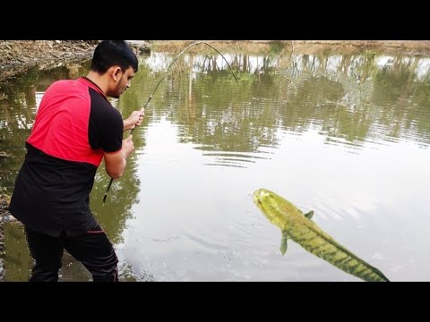 ভিডিও: মাছ ধরার জন্য কীভাবে সঠিক খাঁচা চয়ন করবেন