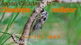 チッチゼミ 鳴き声 Cicadetta Radiator Youtube チッチゼミ 鳴き声 Cicadetta Radiator Youtube