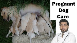 Pregnant Female Dog Care  Week By Week | In Urdu | Feeding & Health Tips || Vet Furqan Younas