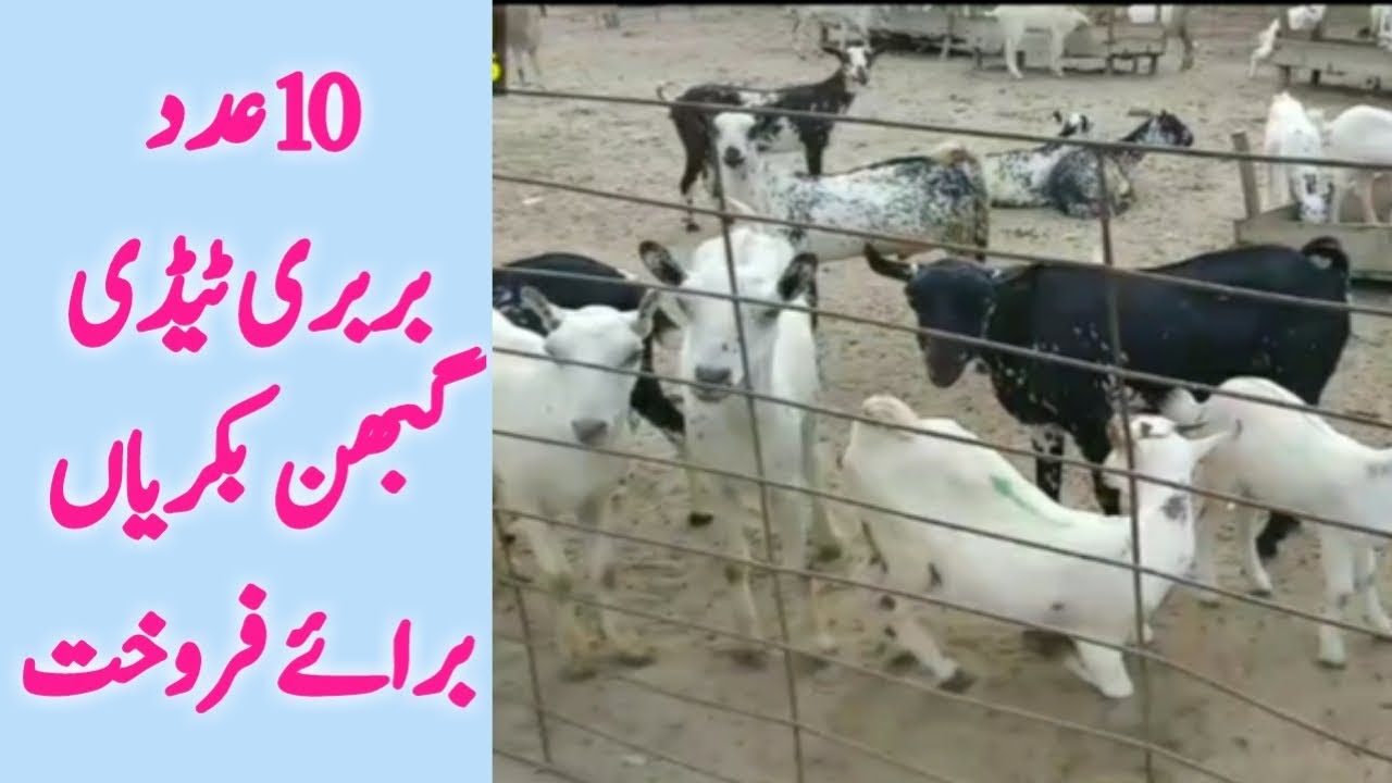 Teddy Goat Farming in Pakistan Taddy Goat Farm tady Goat price in Pakistan YouTube