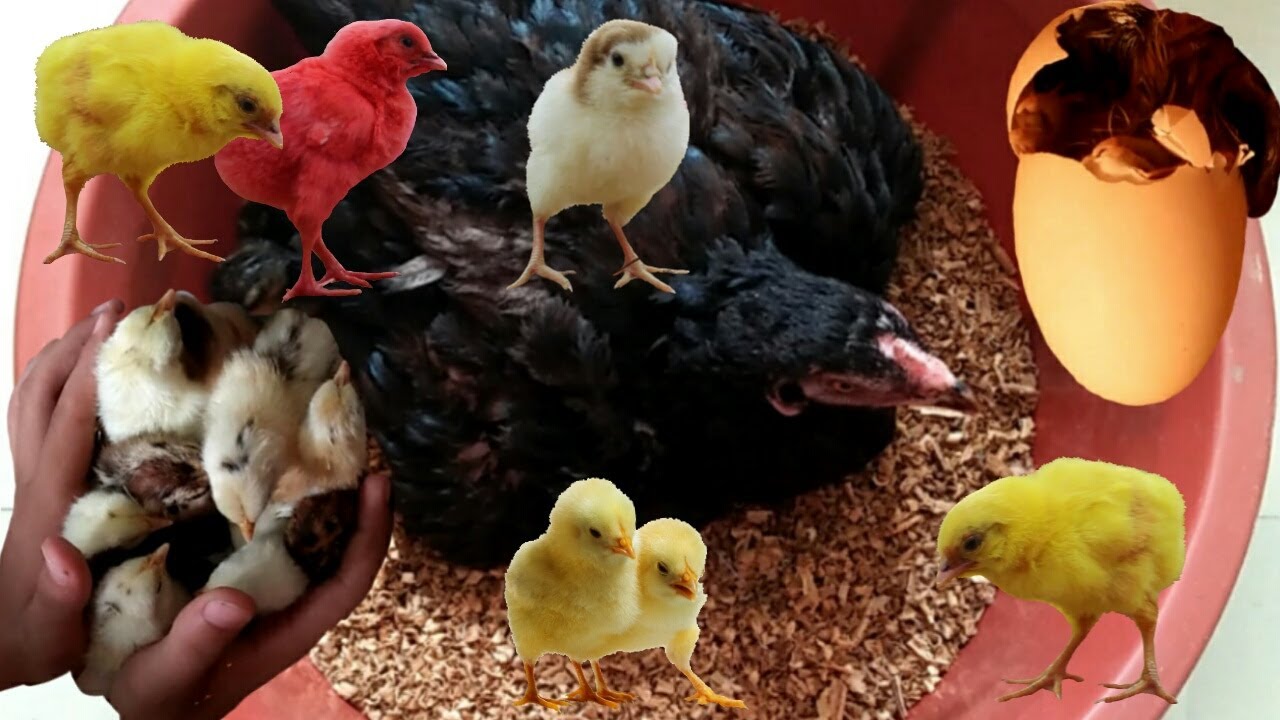 Hen Harvesting in Backyard for Chicks / Smallest Chicks for Backyard