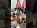今までは猫にやられてた側😂😂#爪切り#ペットケア用品#猫 #ペットケア