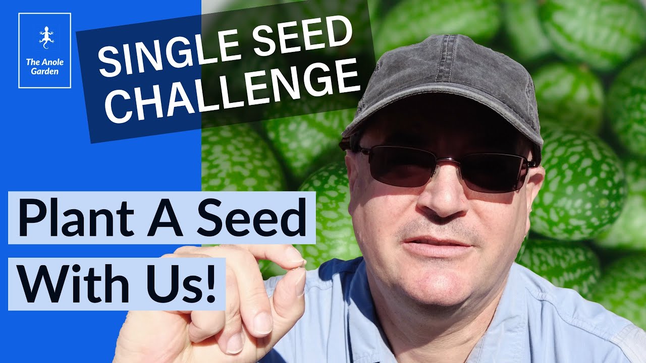 Single Seed Challenge 2021 or What's a Cucamelon?